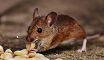 24 Hour & Emergency Exterminators in Bates, OR